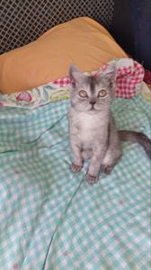 Котята Шиншила