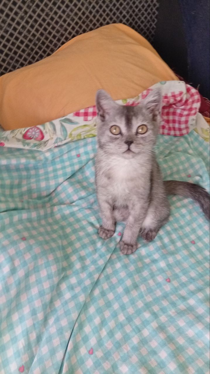 Котята Шиншила
