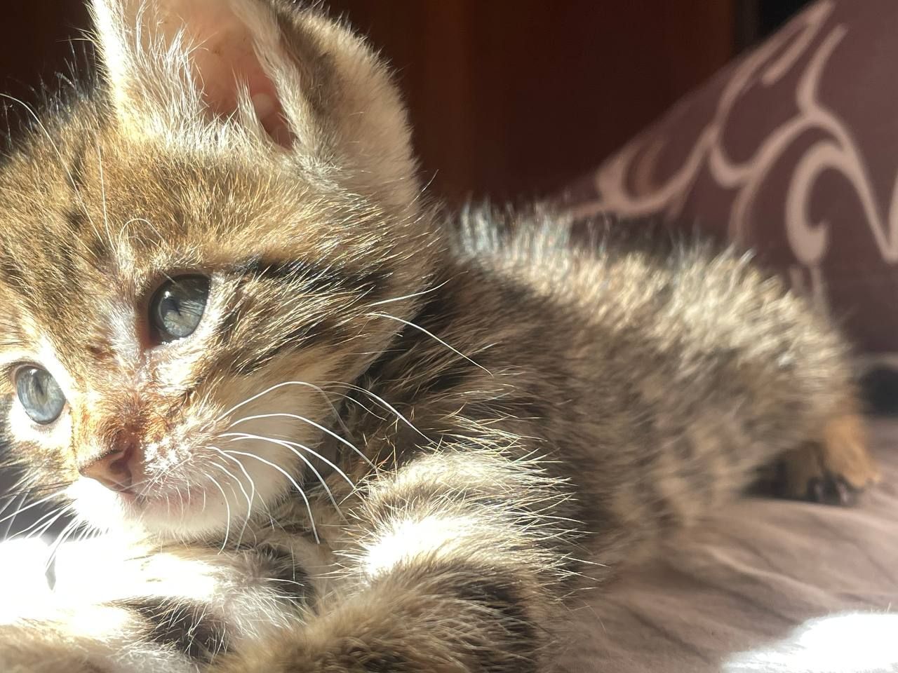 Котик