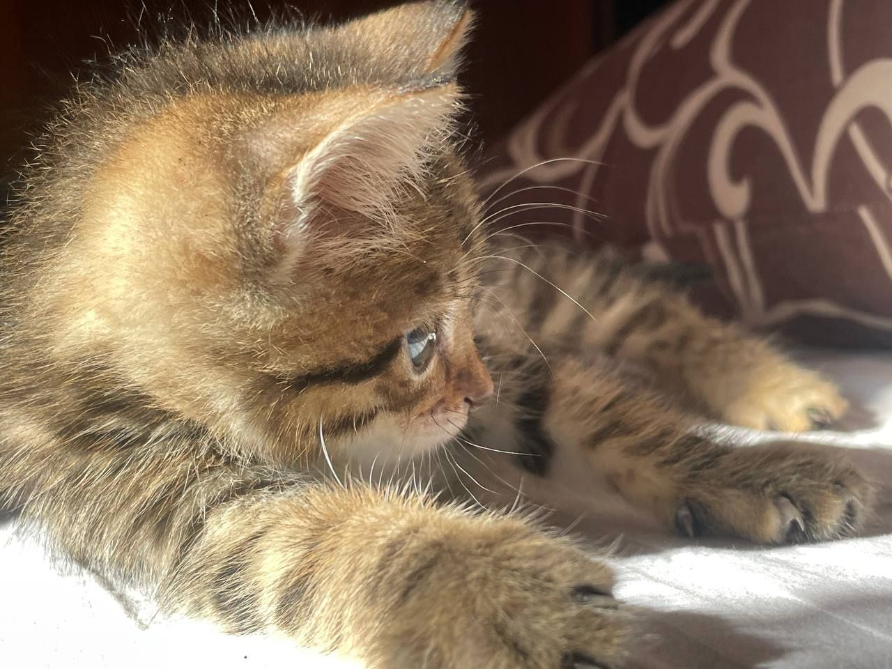 Котик