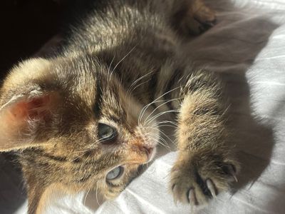 Котик