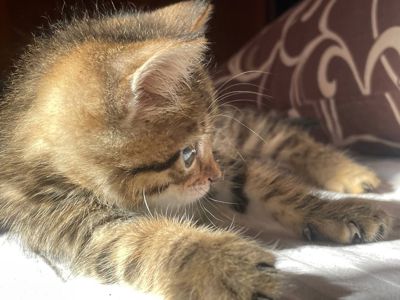 Котик