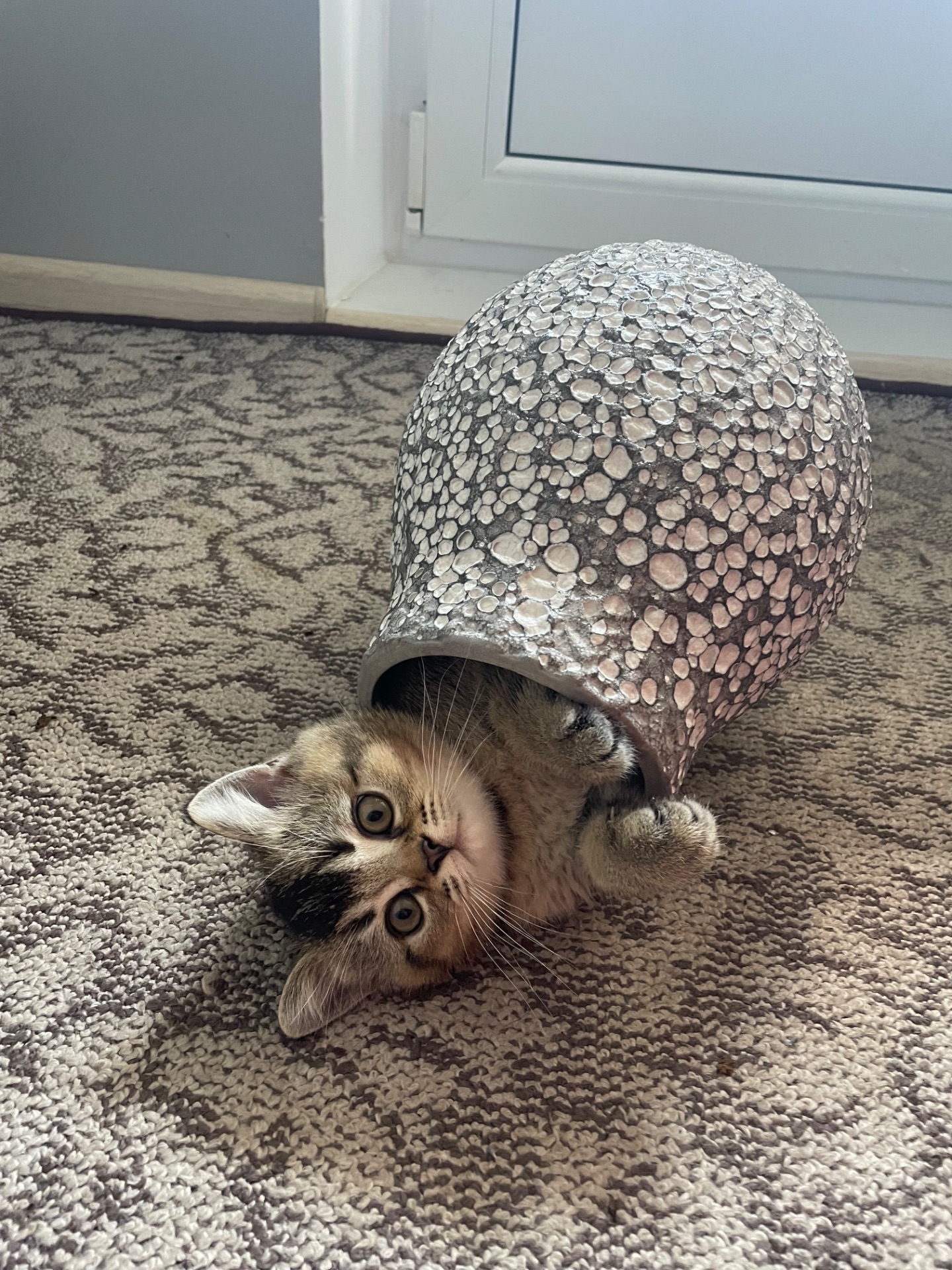 Кошеня шотландське, дівчинка