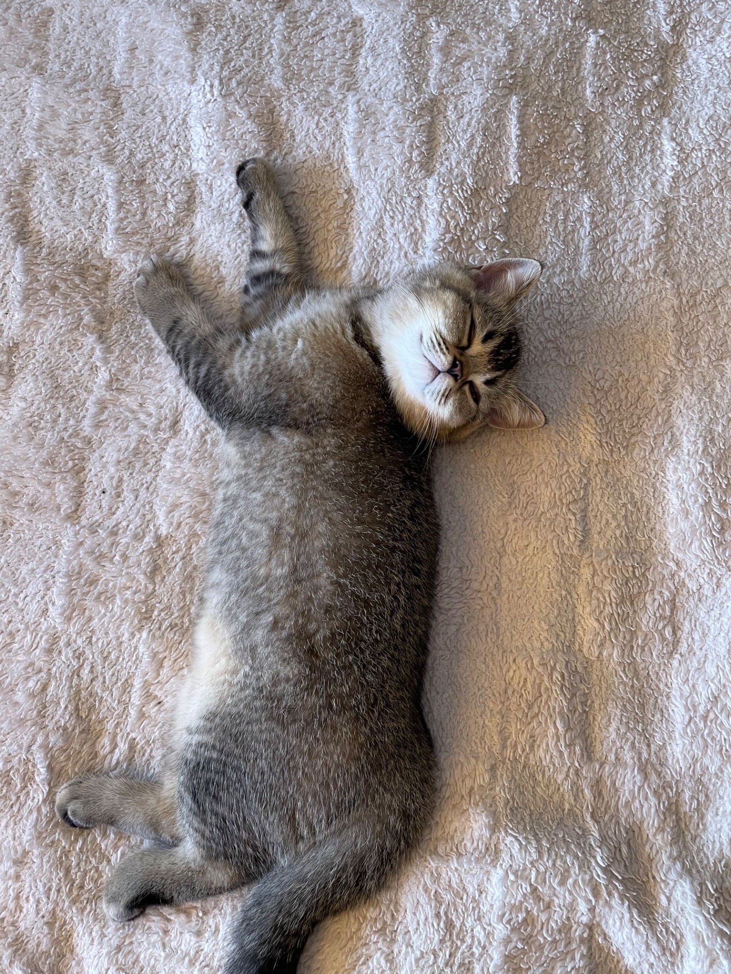 Кошеня шотландське, дівчинка