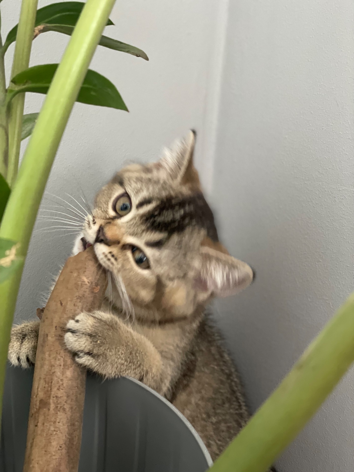Кошеня шотландське, дівчинка