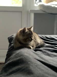 Кошеня шотландське, дівчинка