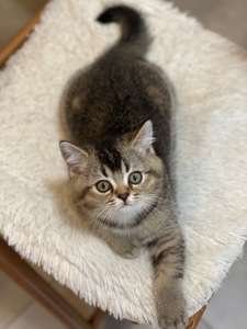 Кошеня шотландське, дівчинка
