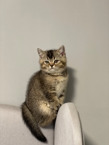 Кошеня шотландське, дівчинка