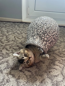 Кошеня шотландське, дівчинка