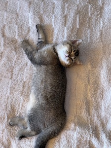 Кошеня шотландське, дівчинка