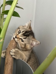 Кошеня шотландське, дівчинка