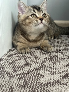Кошеня шотландське, дівчинка