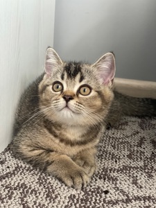 Кошеня шотландське, дівчинка