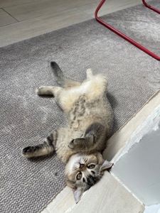 Кошеня шотландське, дівчинка