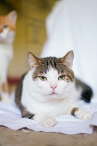 Котик Бориско в добрі руки!