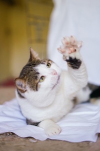 Котик Бориско в добрі руки!
