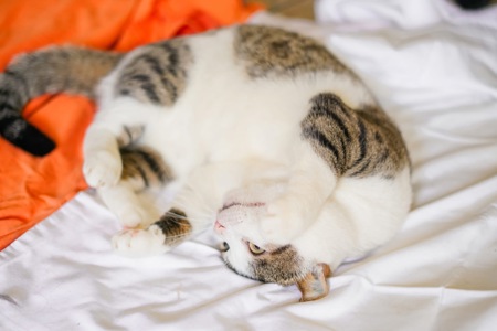 Котик Бориско в добрі руки!
