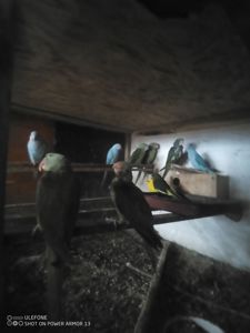 Александрійські папуги