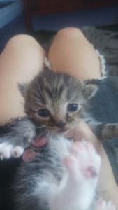 Отдам котёнка в добрые руки 🐾