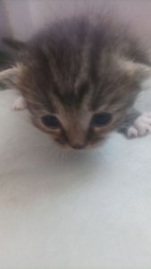 Отдам котёнка в добрые руки 🐾