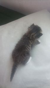 Отдам котёнка в добрые руки 🐾