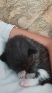Отдам котёнка в добрые руки 🐾