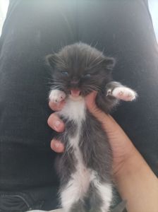 Отдам котёнка в добрые руки 🐾
