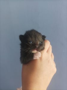 Отдам котёнка в добрые руки 🐾