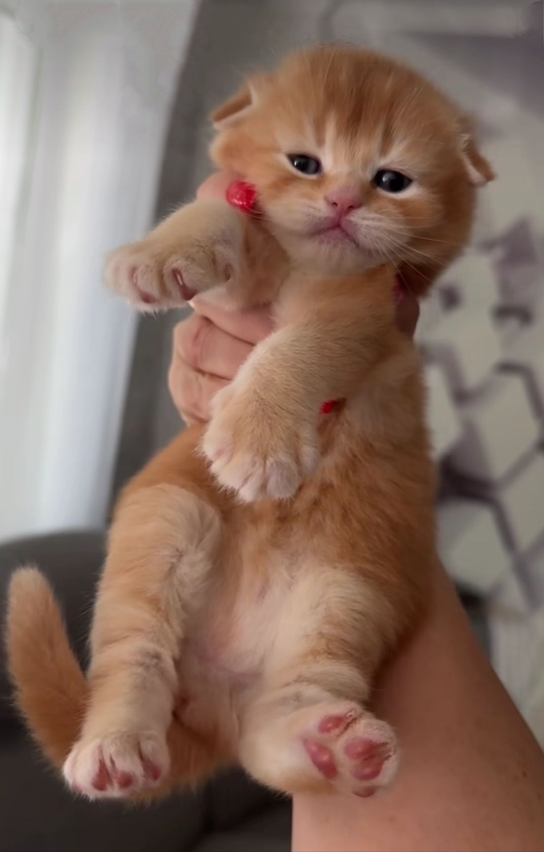Кошенята шотландські
