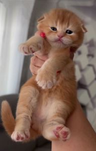 Кошенята шотландські