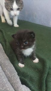 Отдам котёнка в добрые руки 🐾