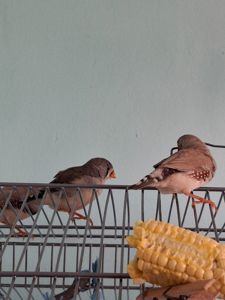 Зеброві амадини