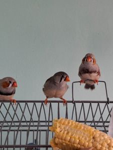 Зеброві амадини