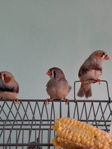 Зеброві амадини