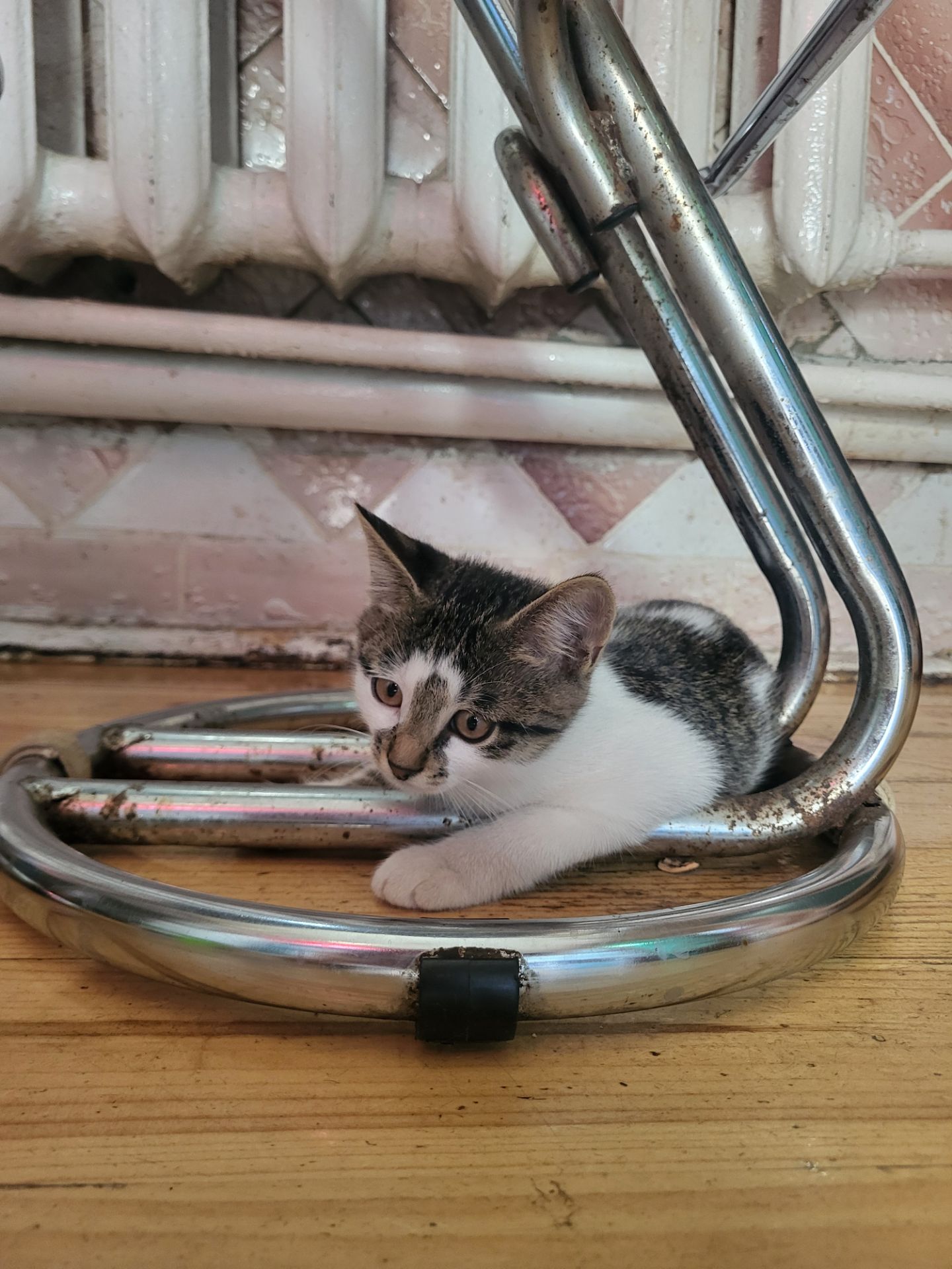 Кошеня