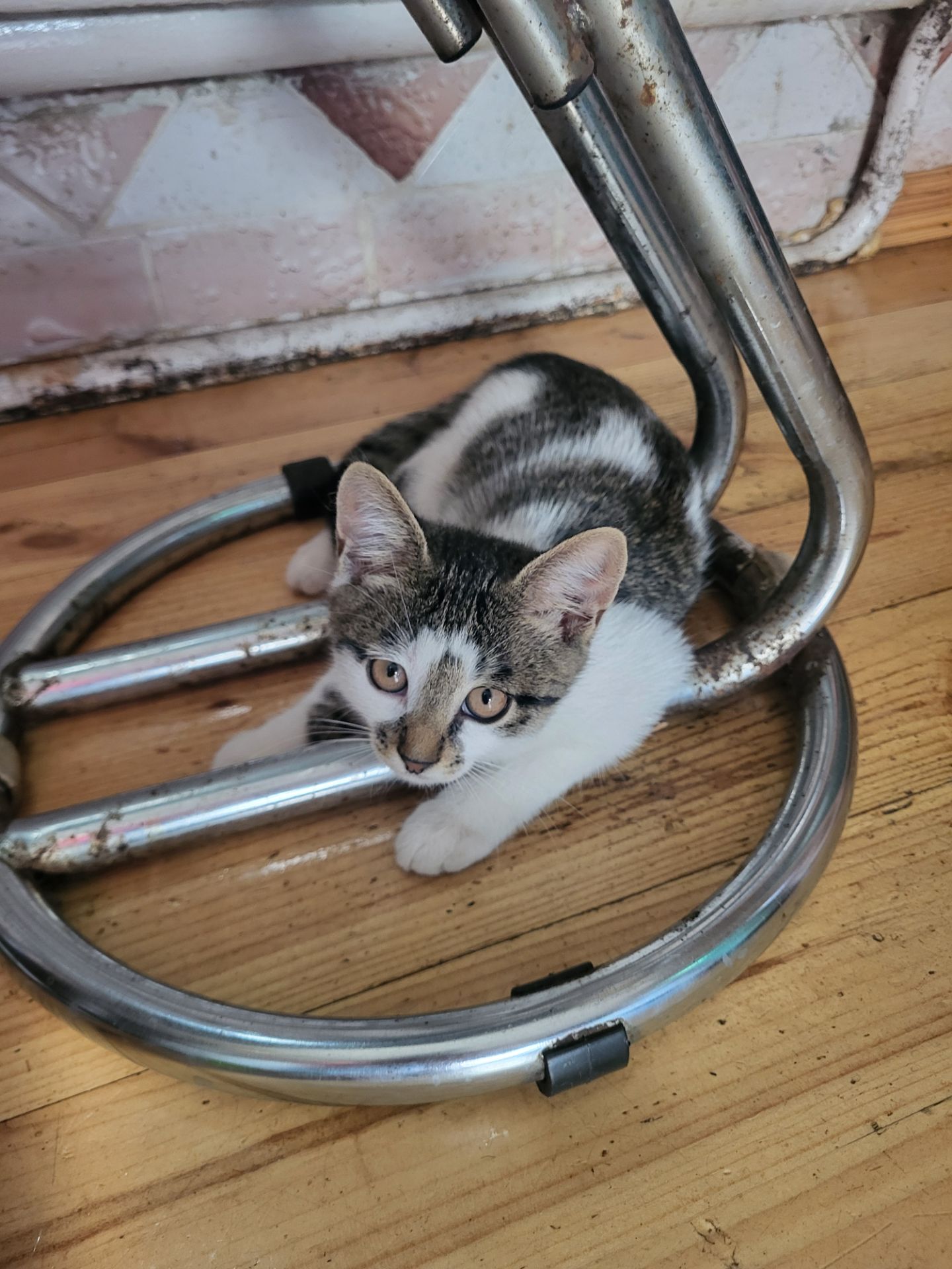 Кошеня