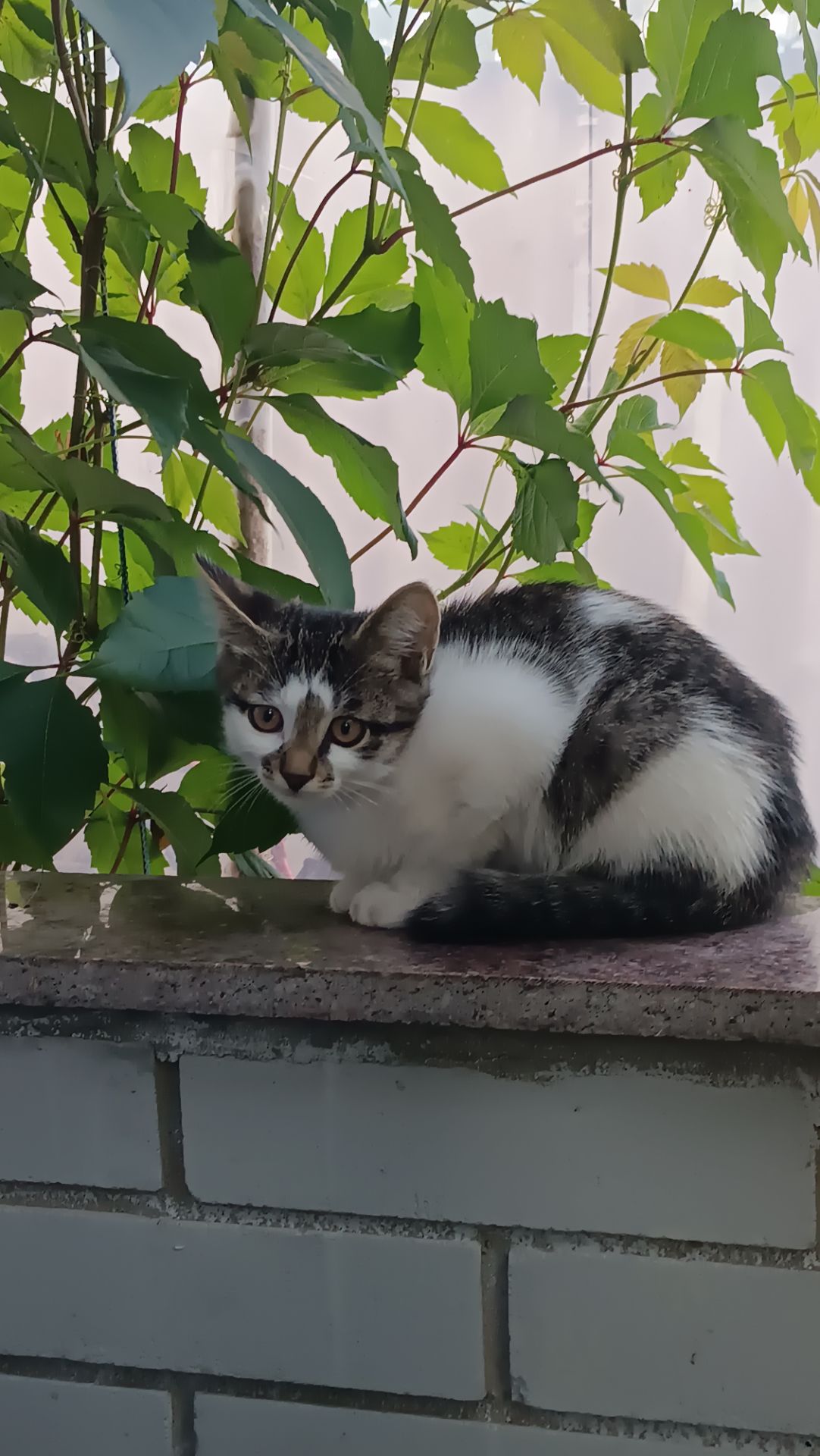 Кошеня
