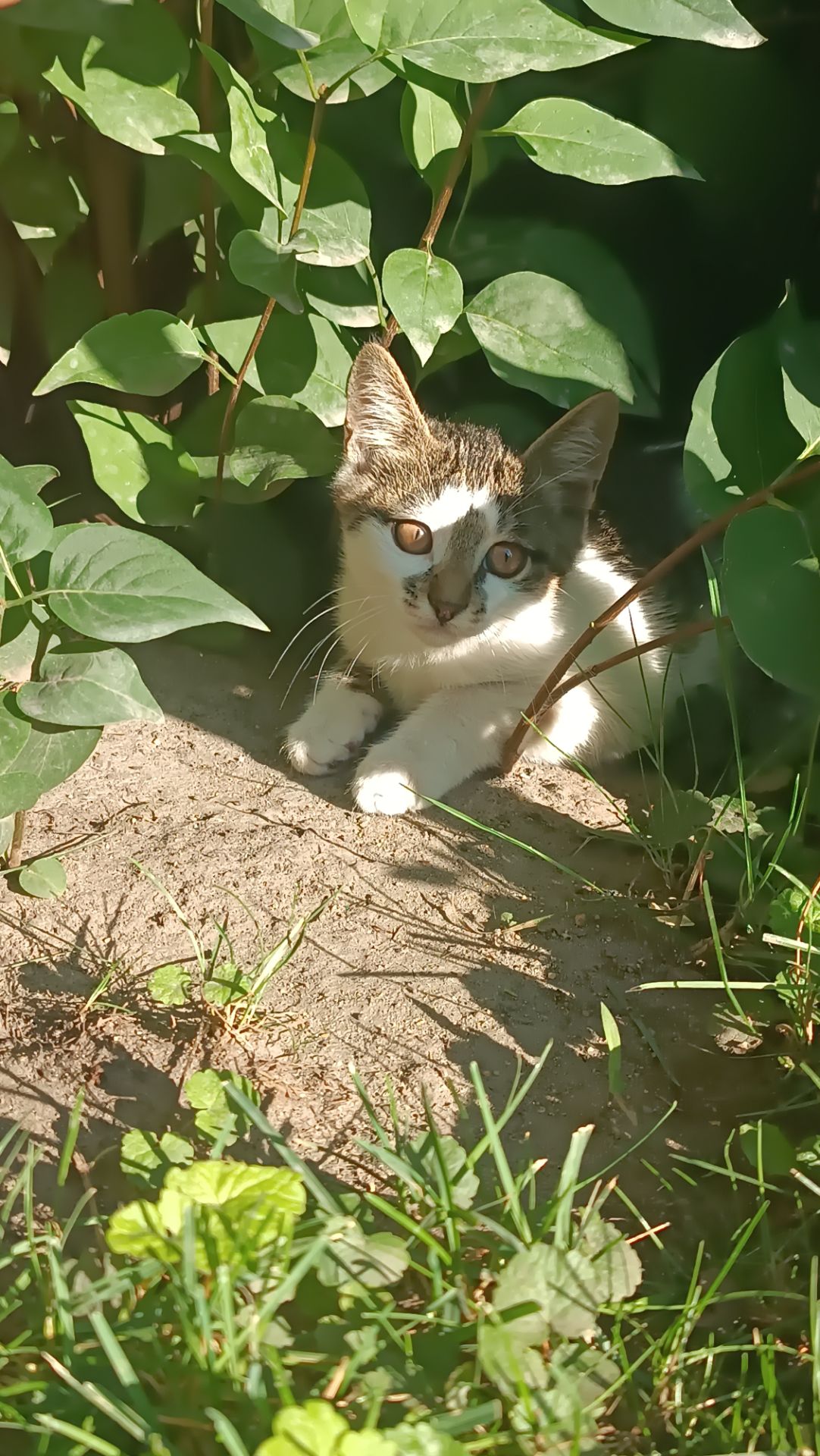 Кошеня