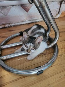 Кошеня