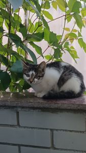 Кошеня