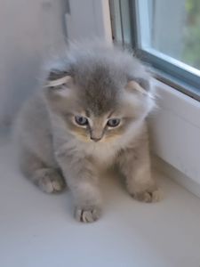 Шотландский фолд дівчинка