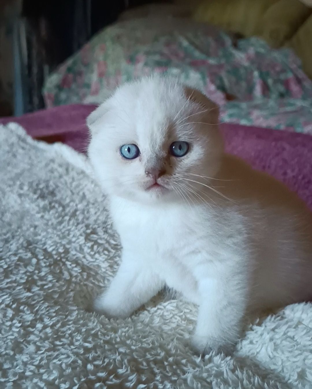 Шотландський хлопчик блюпоінт