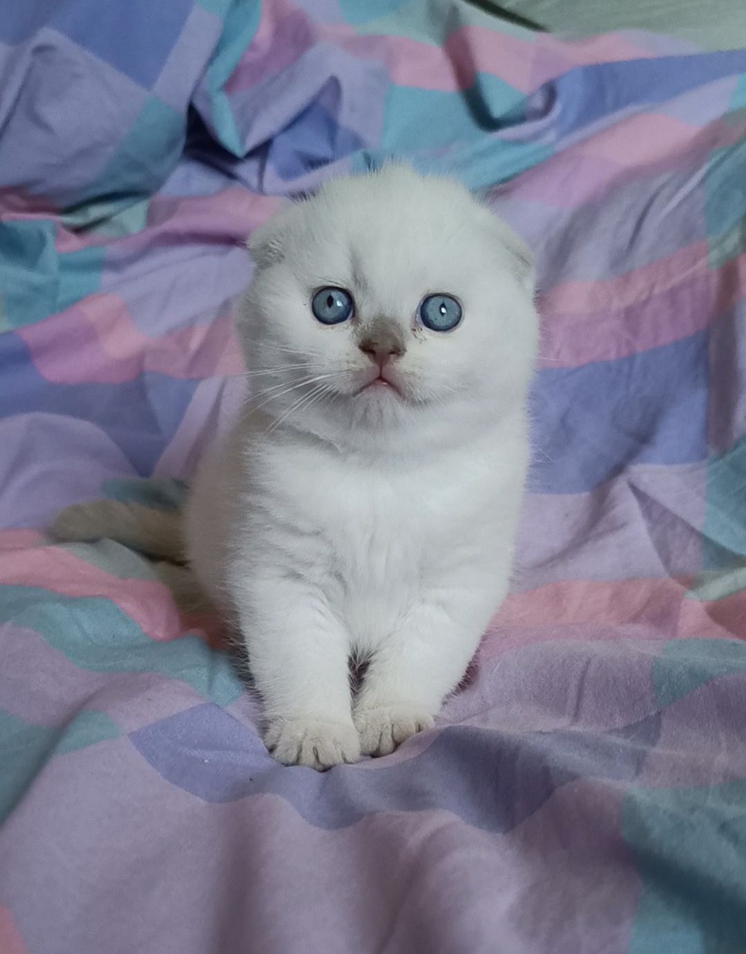 Шотландський хлопчик блюпоінт