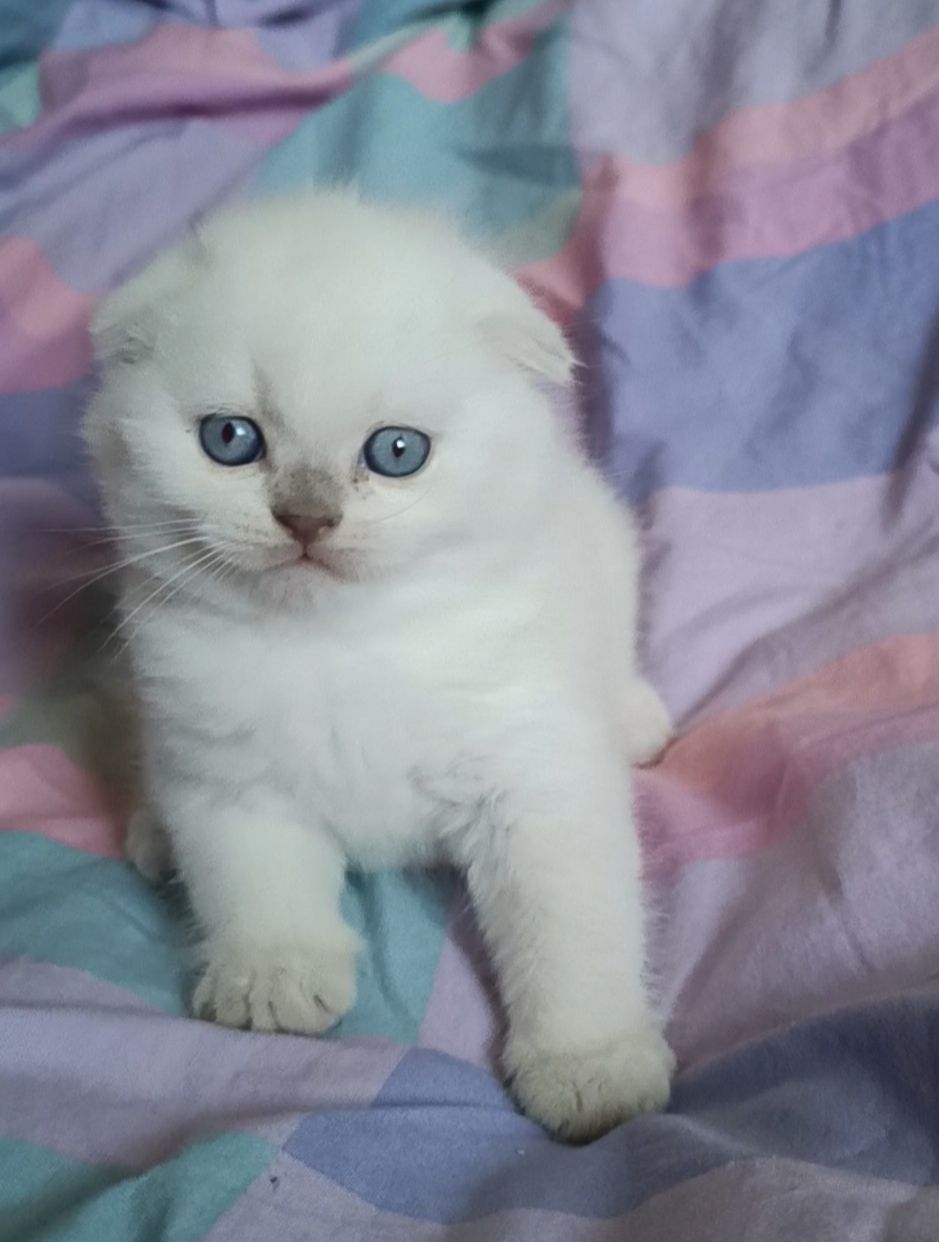 Шотландський хлопчик блюпоінт