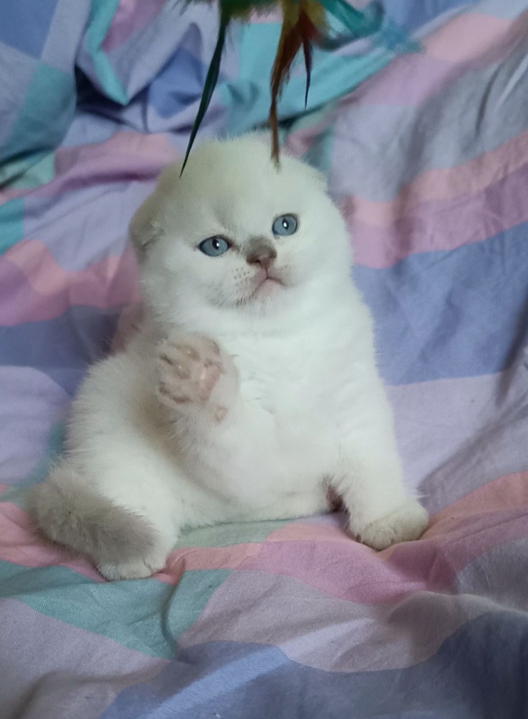 Шотландський хлопчик блюпоінт