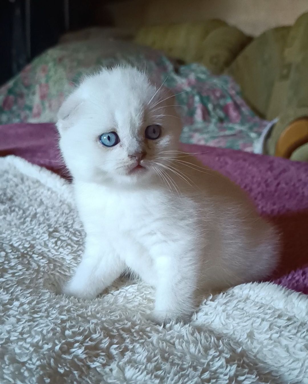 Шотландський хлопчик блюпоінт