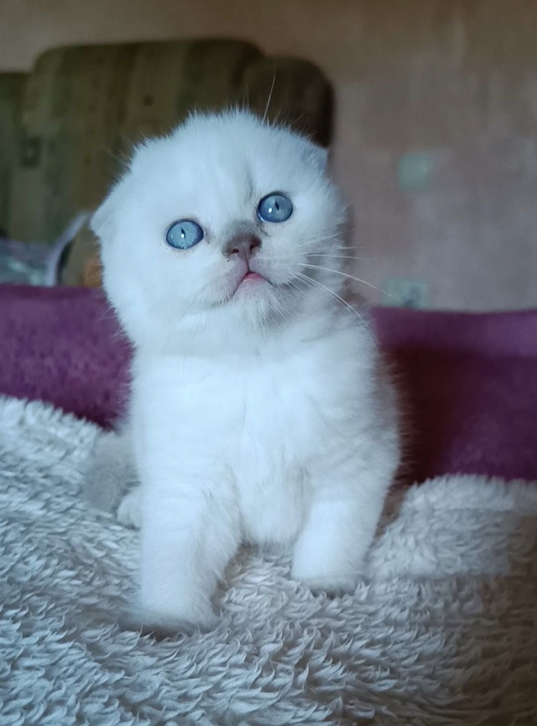 Шотландський хлопчик блюпоінт