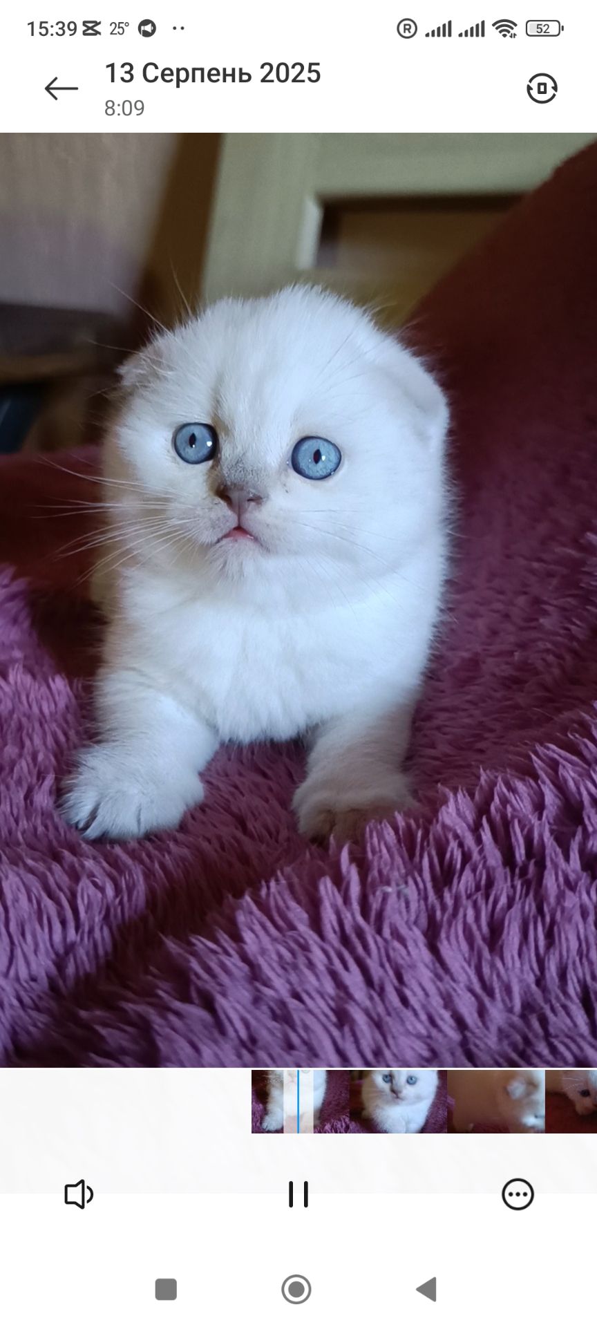 Шотландський хлопчик блюпоінт