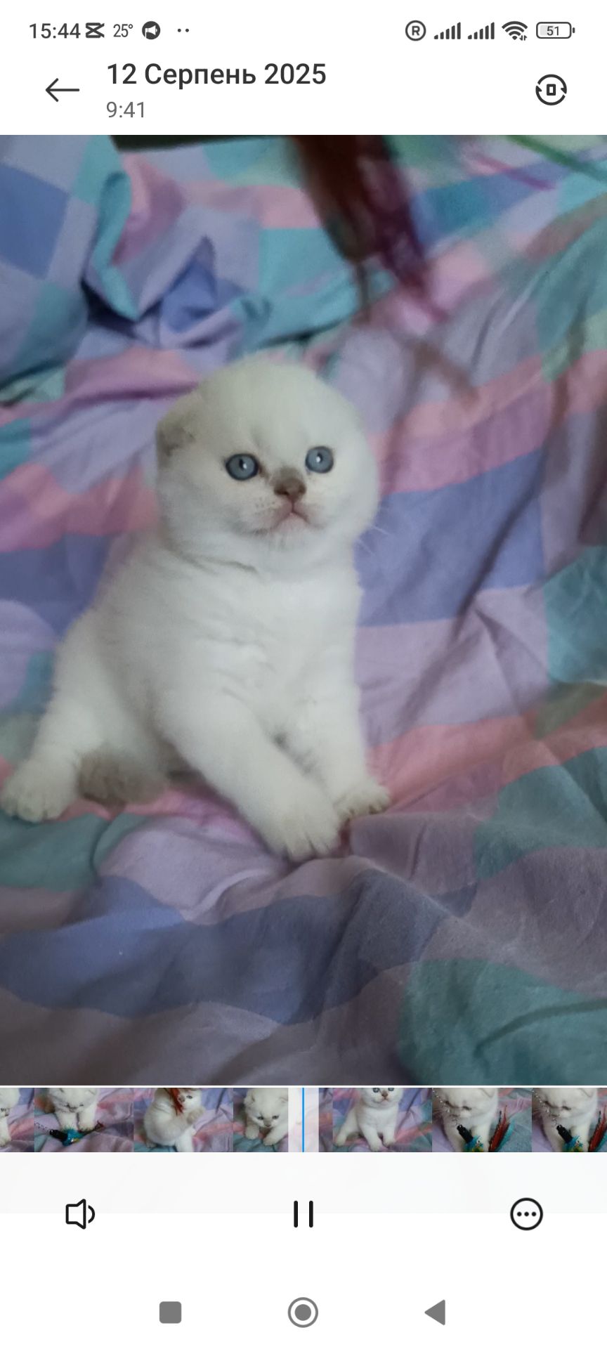 Шотландський хлопчик блюпоінт