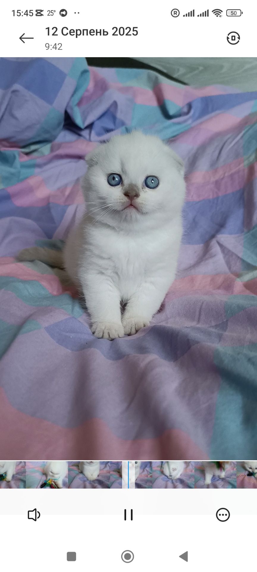 Шотландський хлопчик блюпоінт
